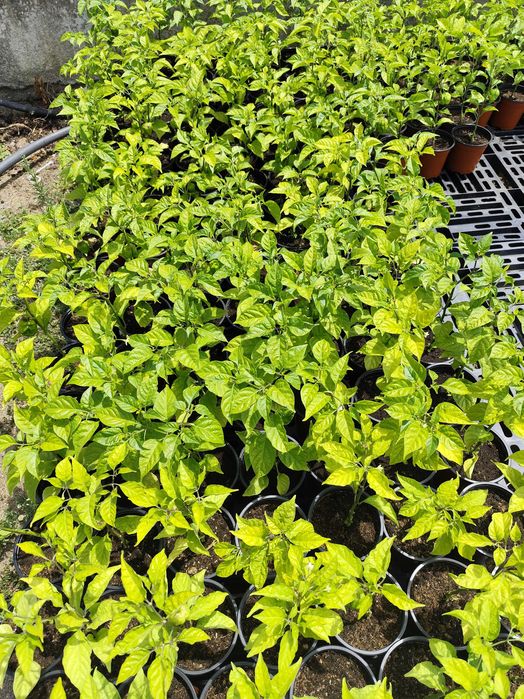Carolina Reaper para venda Mafra
