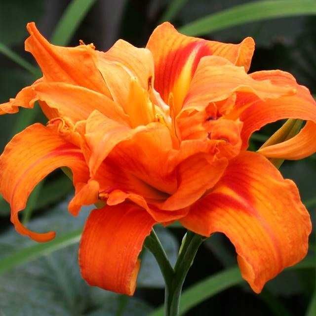Liliowce - 7 odmian  PRODUCENT Flora Szczecin