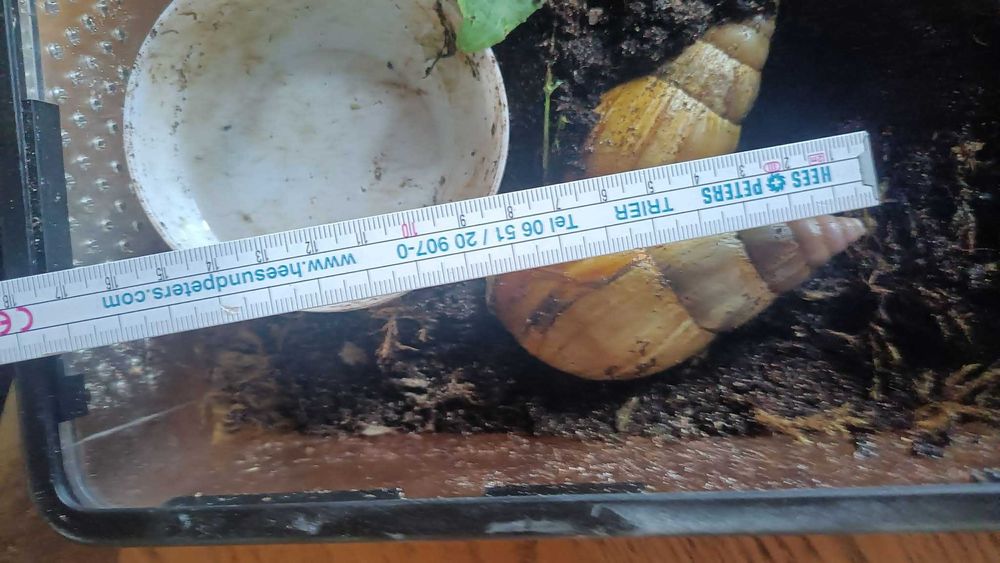 Śimaki afrykańskie z wyposażeniem