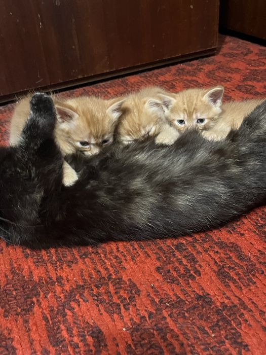 Отдам/Продам котят