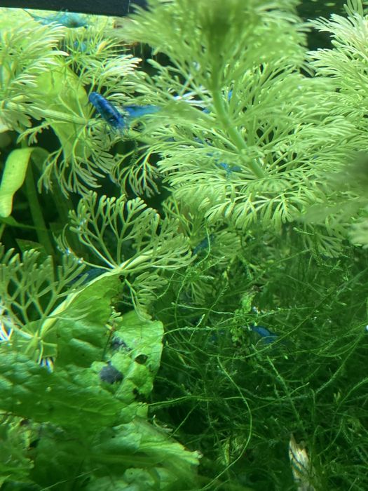 camarões Blue Dream