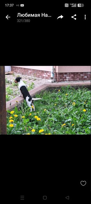 Продам цуцика Джек Рассел тер'єр