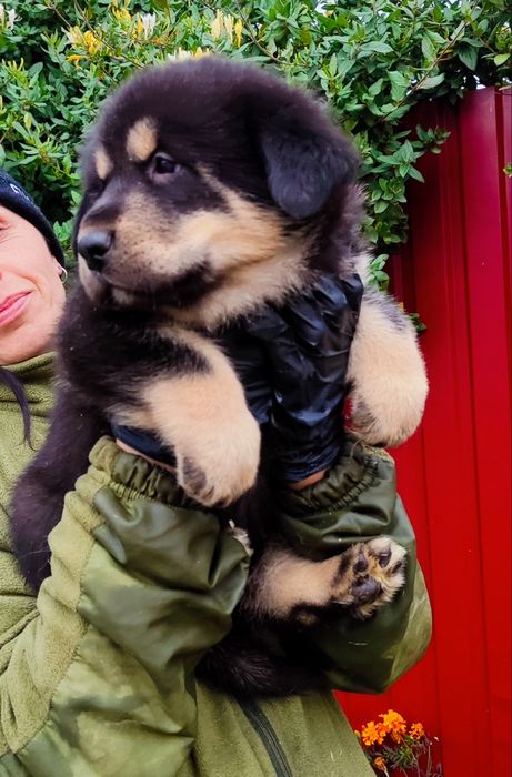 Кавказька вівчарка