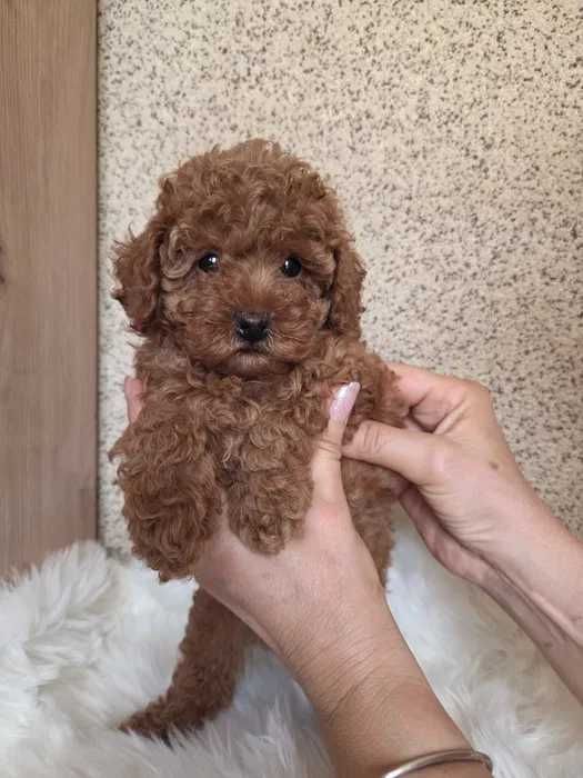 Poodle red disponível