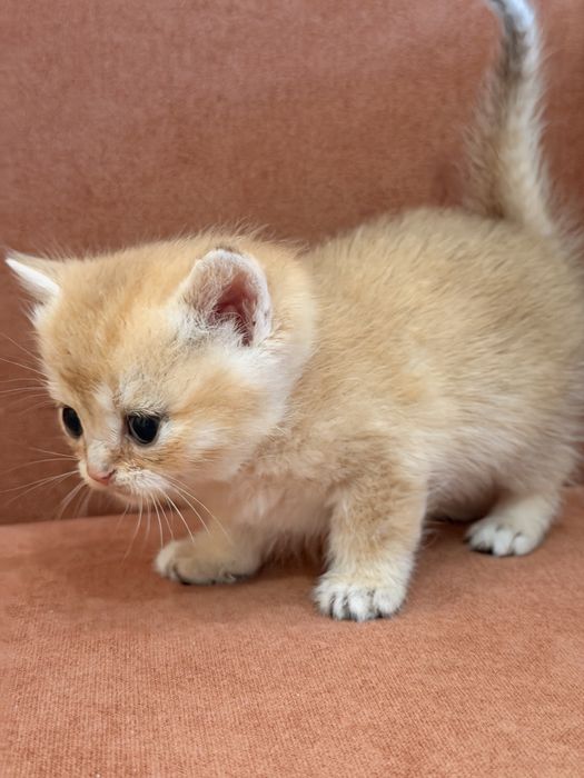 Британський короткошерстий хлопчик хоче в нову сімю