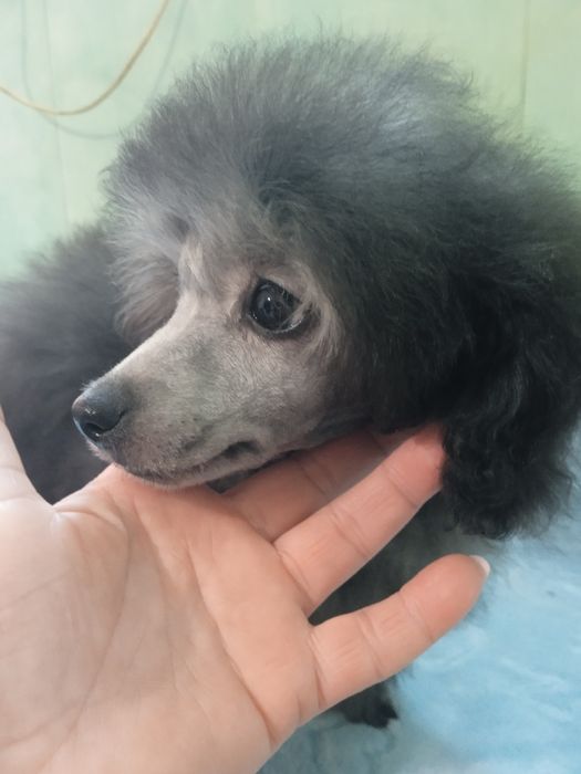 Девочка серебро миниатюра