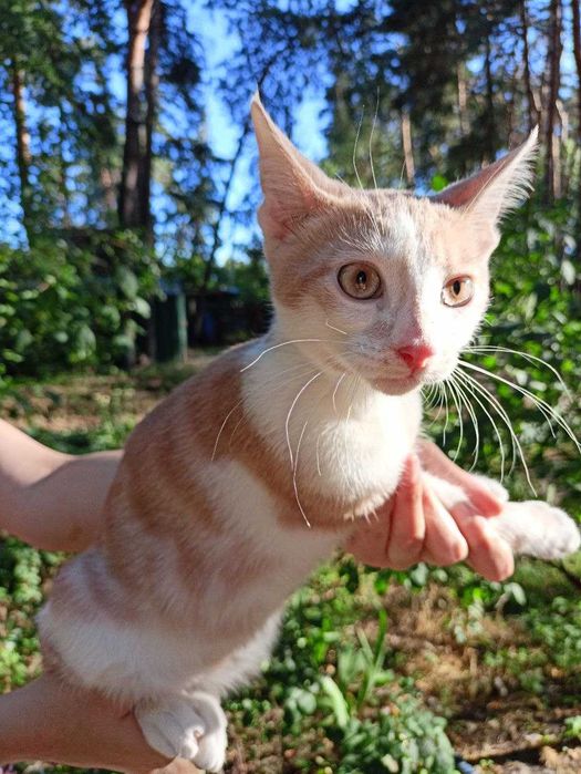 Кошенята в добрі руки