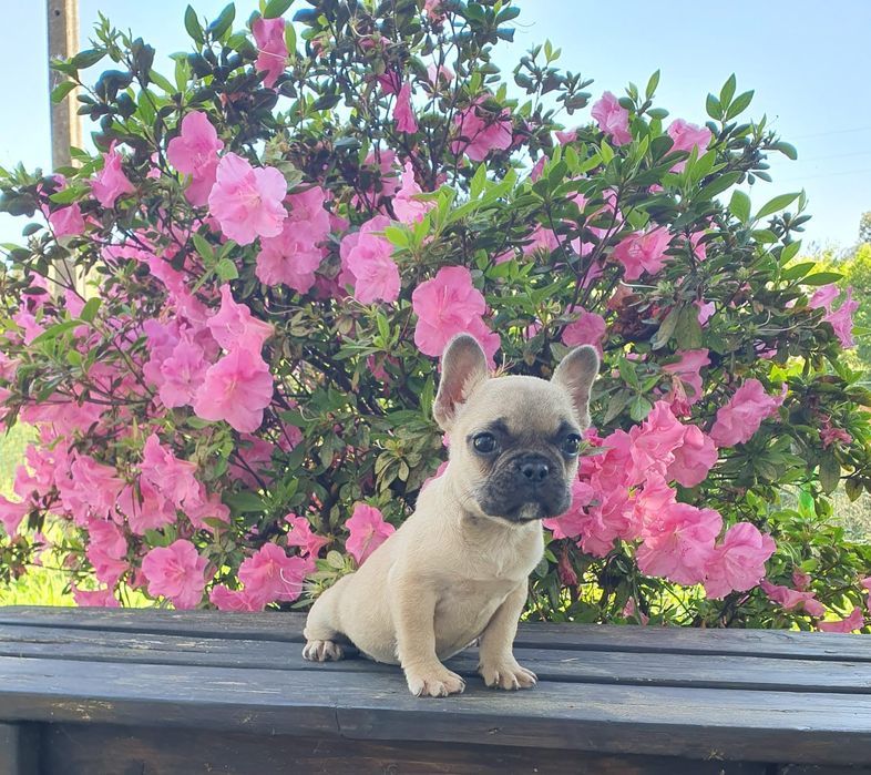 Cachorrinha bulldog francês