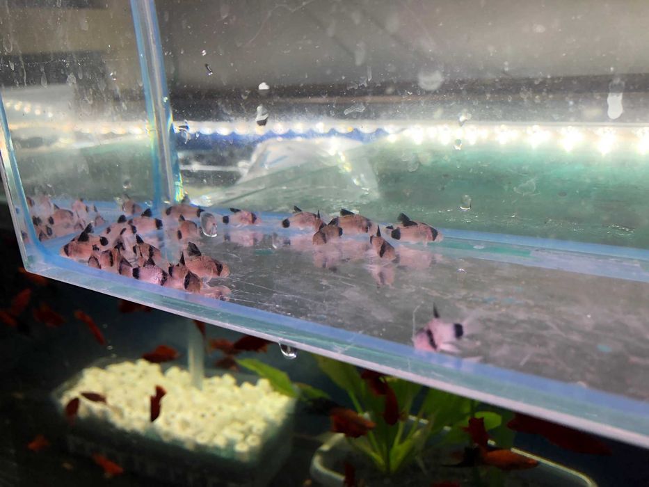 Kirys Panda sum Panda