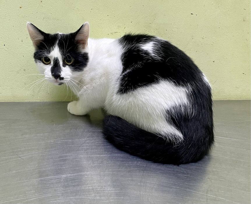 Кот котенок мальчик черный белый