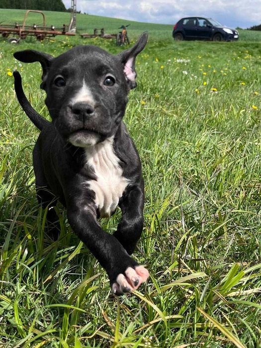 Amstaff amstaff samica