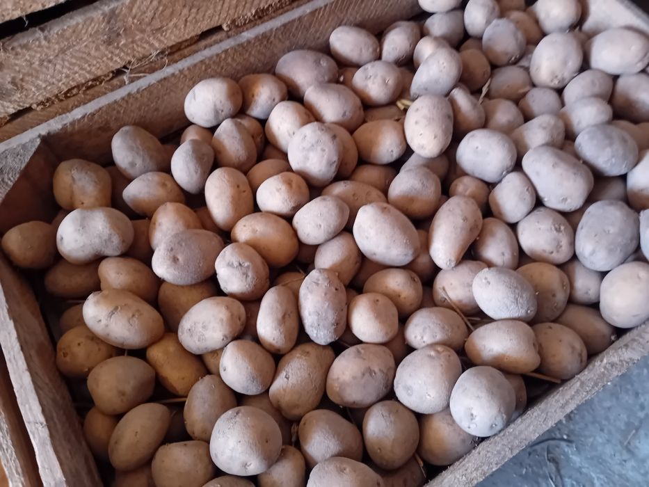 Sprzedam sadzeniaki odmiana Lord