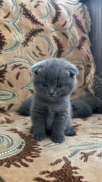 Связка Котов вязка