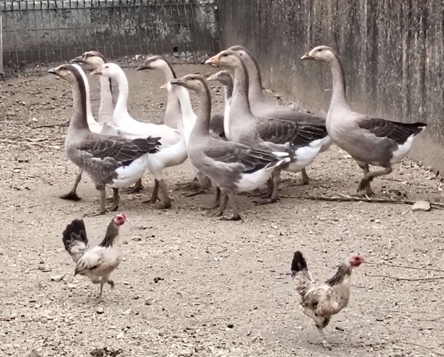 Gansos de Toulouse