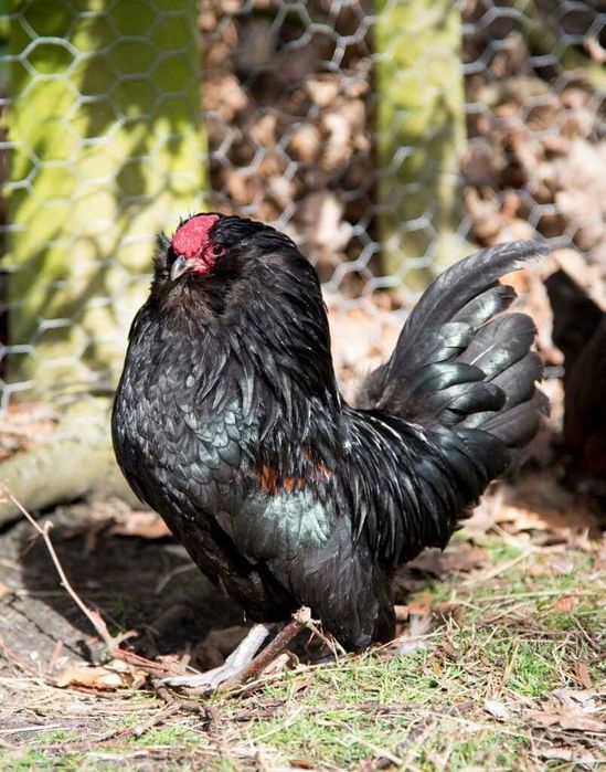 Антверпенський бородатий карлик — яскрава порода курей, бородаті кури
