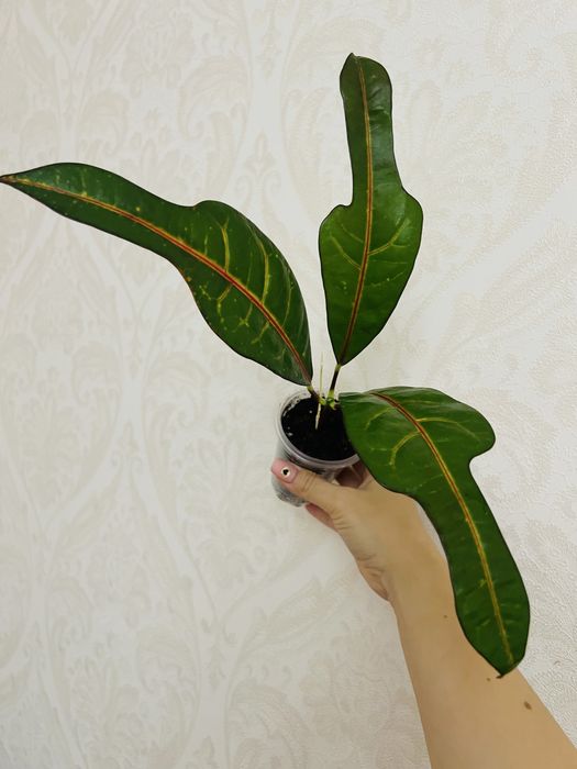 Надлишки колекційних кротонів EXETER (ексетер)