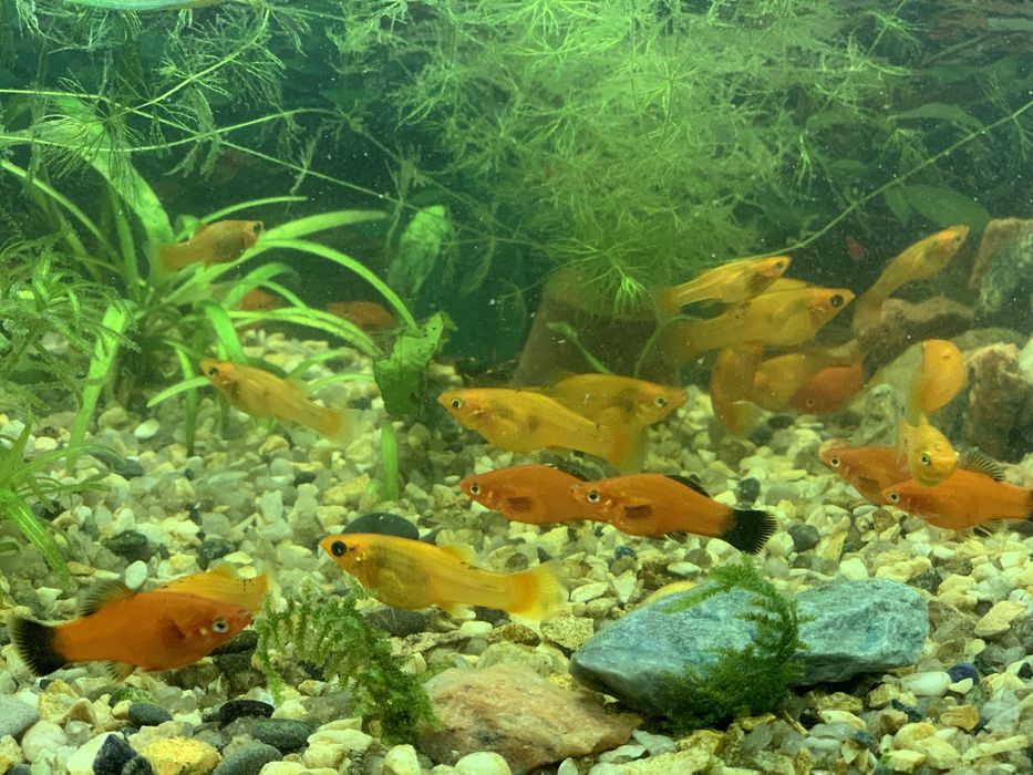 Рыбки меченосец, моллинезия