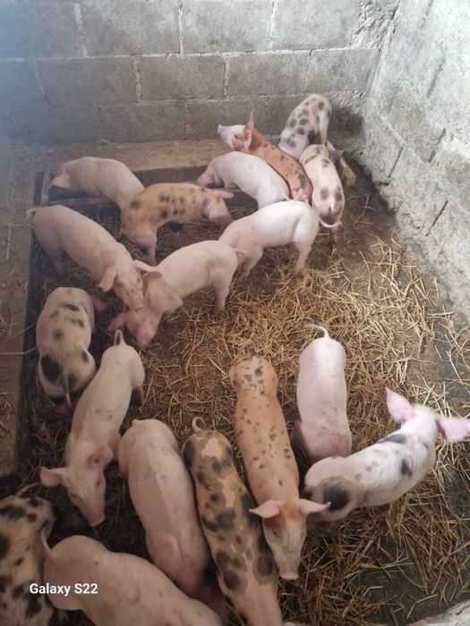 Просята Мясної породи