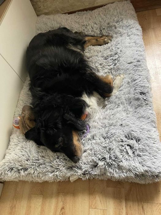 Duże legowisko puszysta poducha dla psa kota 80x50 cm