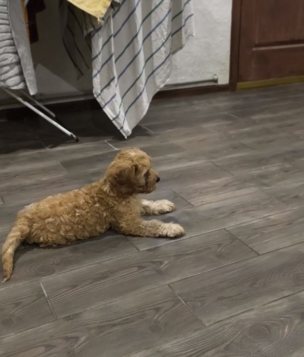 Харизматичні дівчатка та хлопчики Кавапу.