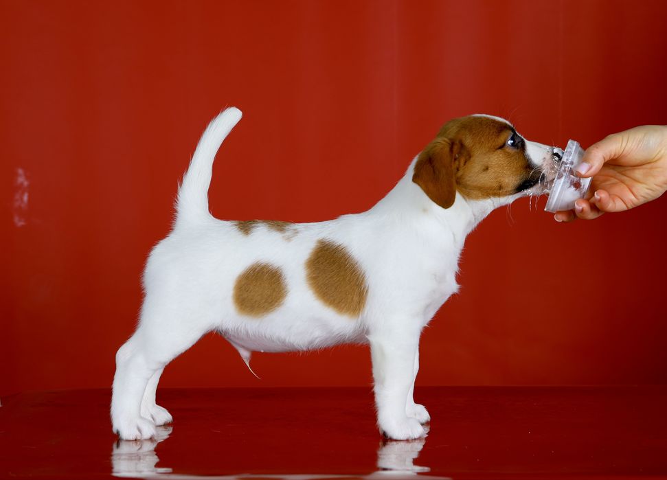 Цуценята Джек Рассел КСУ