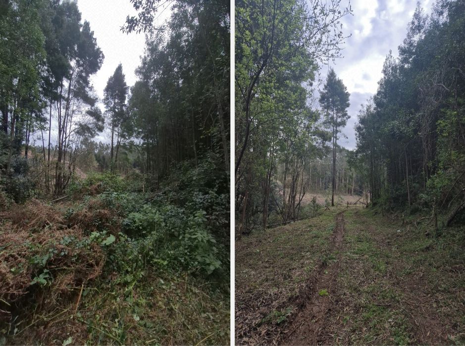 Limpeza de Terrenos