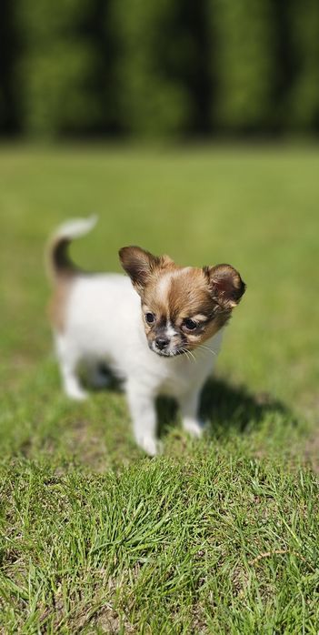 Chihuahua długowłosa dziewczynka LATTE do odbioru!!