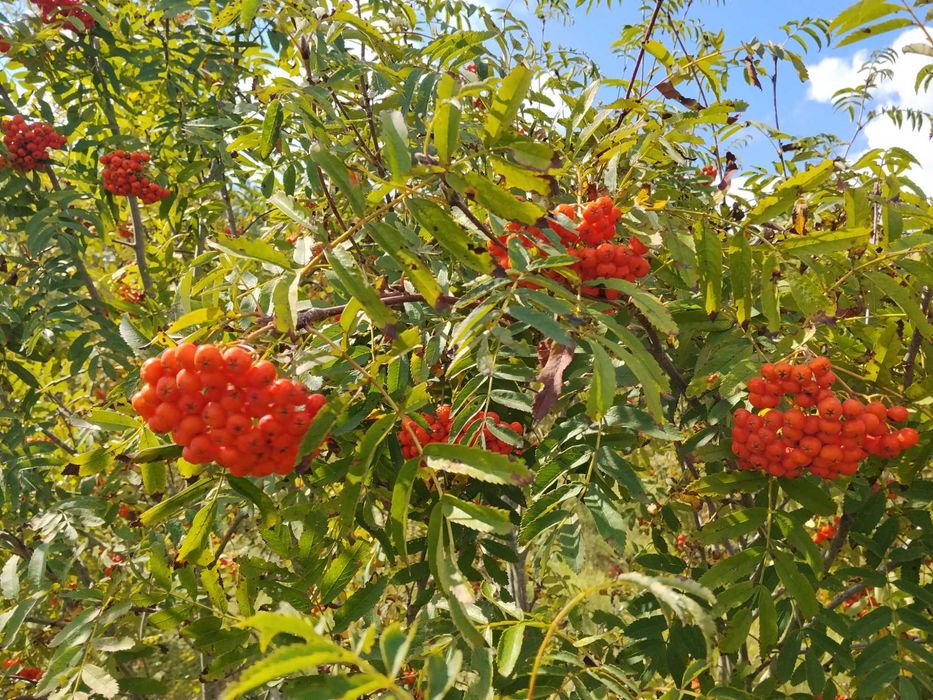 Jabłka kosztele, jarzębina, aronia