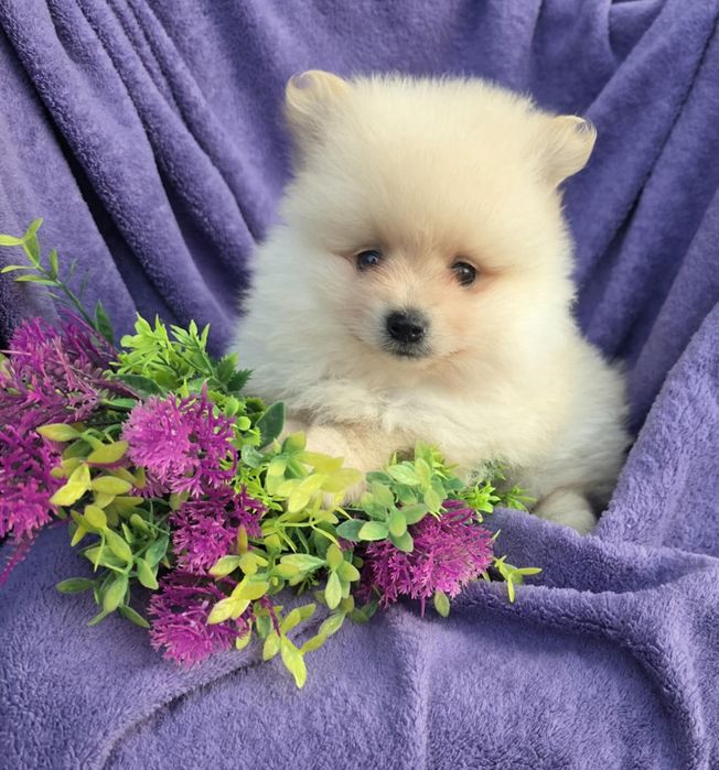 Spitz Alemão pequenino