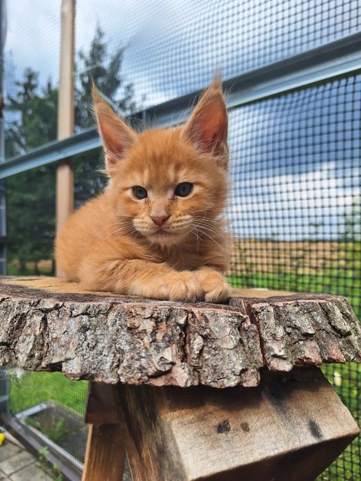 Rudy Mainecoon kocurek