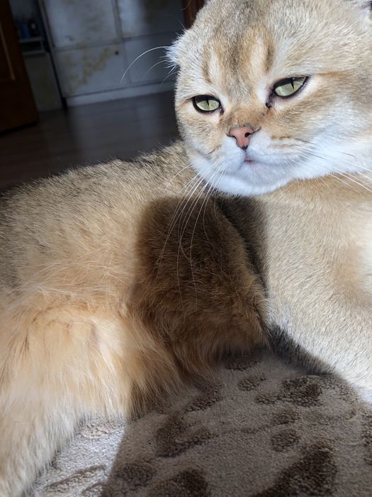 Вʼязка  котів золота шиншила