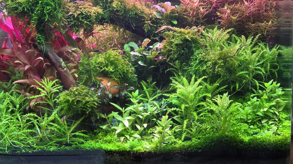 Camarões neocaridina Blue Dream + oferta pequena porção/plantas