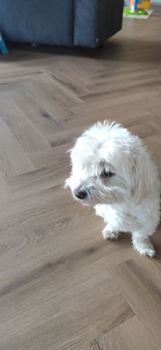 Maltańczyk oddam psa w dobre ręce