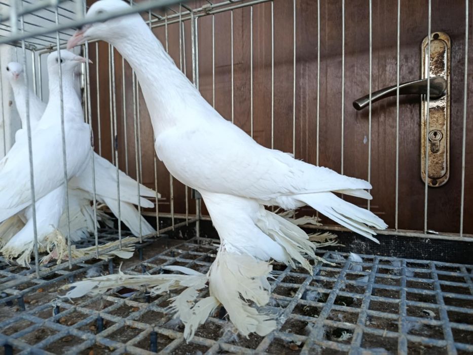 Bociany dolnośląskie para i samica