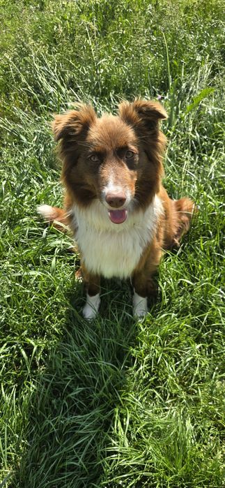 Suczka Border collie