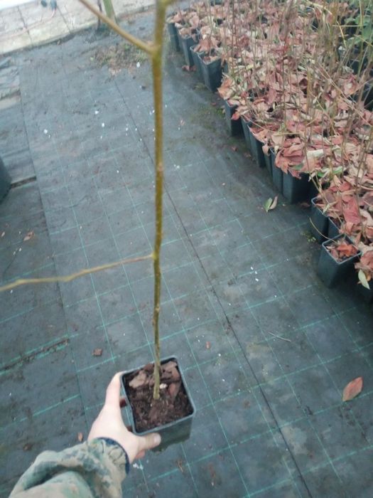 Хурма ЗКС, в контейнері