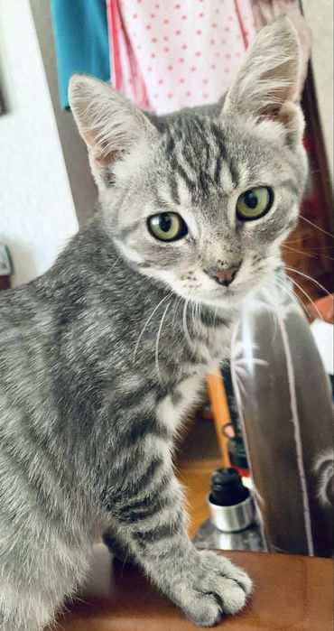 Котенок голубой вискасный 3мес табби тигровый  серебристый котик кошеня котята