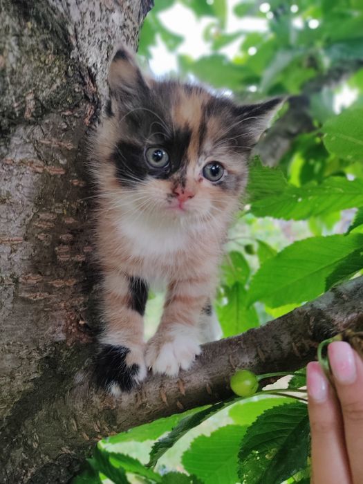 Кошенята в добрі руки