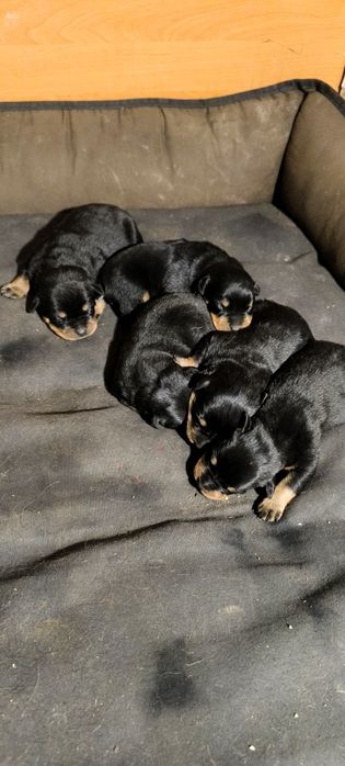 Продам щенки ротвейлера(БРОНЬ)