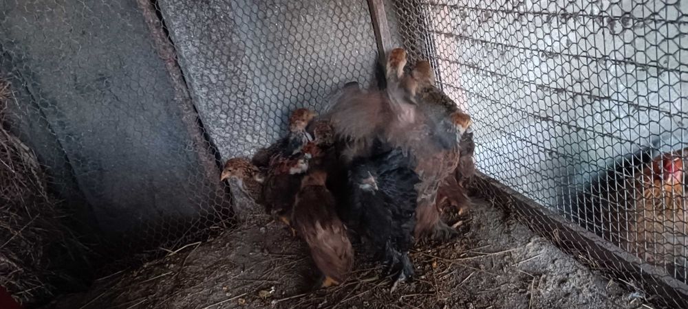 Pintos de Brahma Perdiz Gold Puros