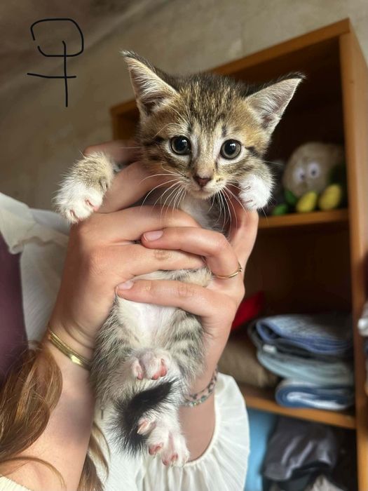 Kociątka do adopcji