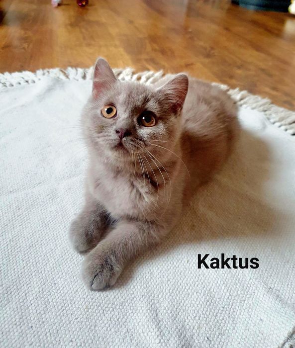 Kocurek brytyjski liliowy
