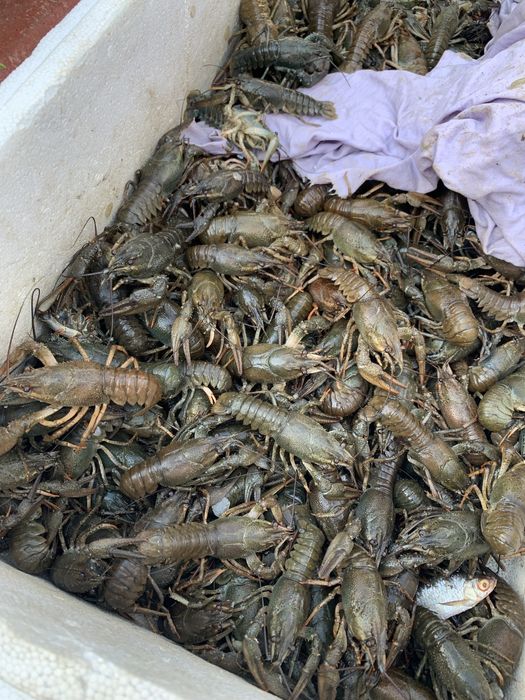 Живой рак ! Краматорск ! Доставка , Вареный !