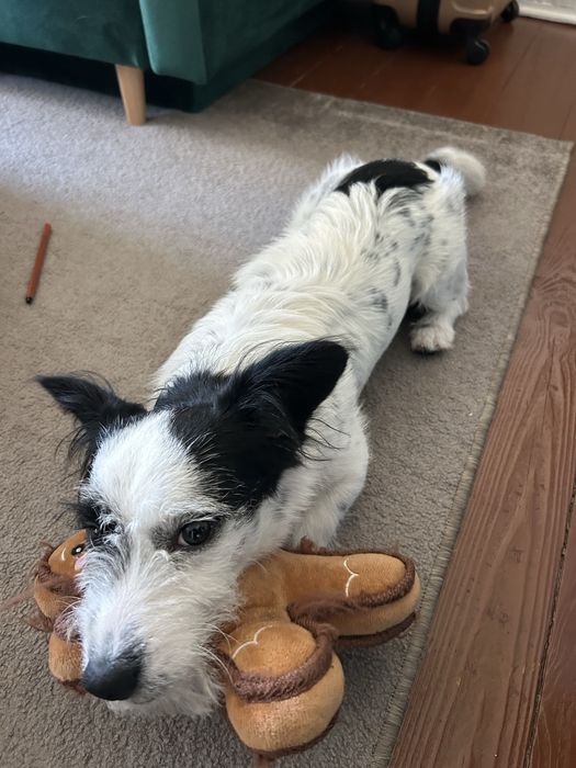 Mieszaniec z Jack Russel terrier 7miesiecy