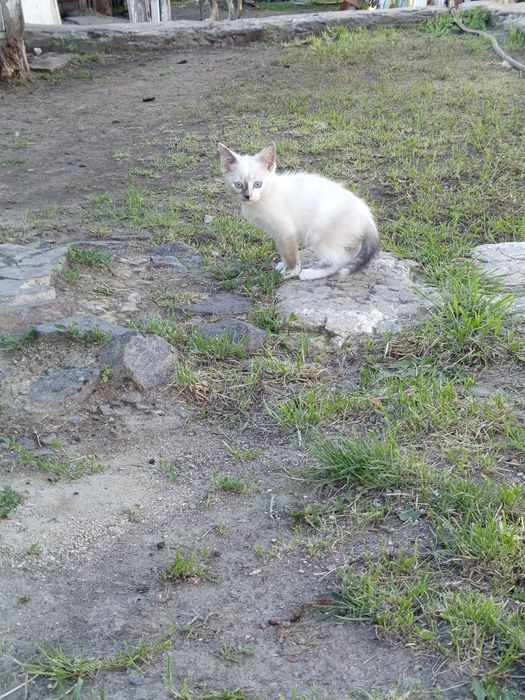 Кошеня в добрі руки