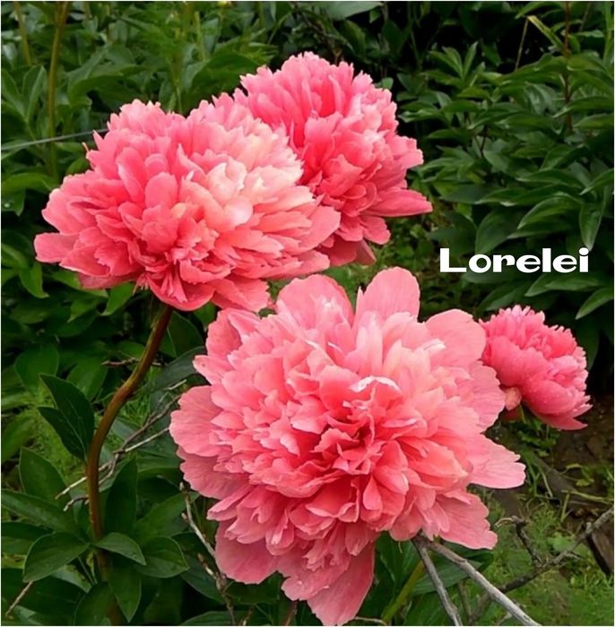 Пиони кустики деленки