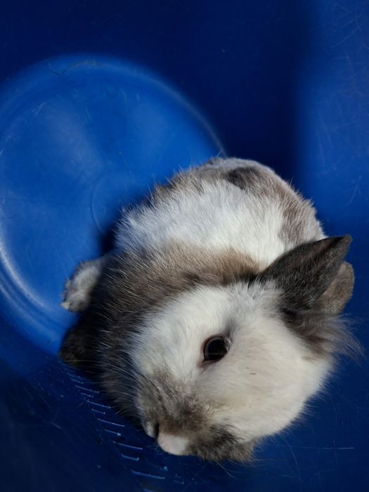 Kroliczki miniaturki Lwy !