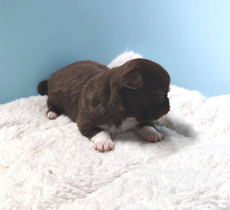 Chihuahua  Macho pelo longo