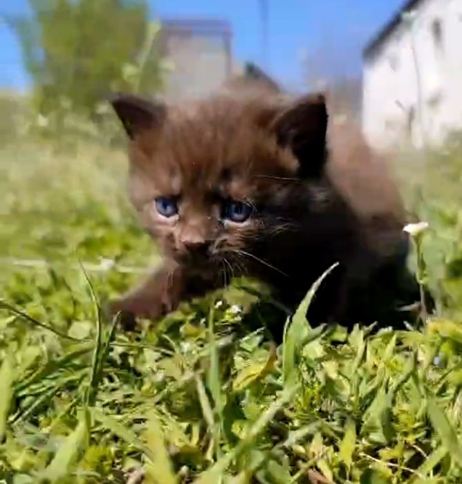 Шоколадный котик