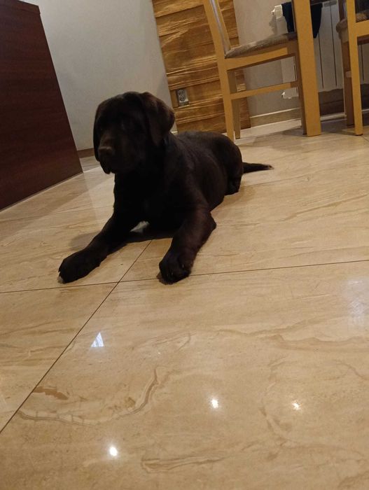 Labrador retriever czekoladowa